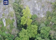 广西发现中国岩溶地区最高树：年龄约150年 72.4米！