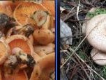 32种菇类品种图片和名字(菌菇类品种及图片)