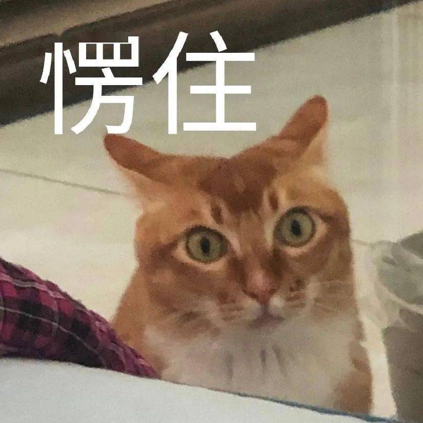 网红敦敦是什么品种的猫 敦敦猫咪表情包组图 - 网络编辑之家