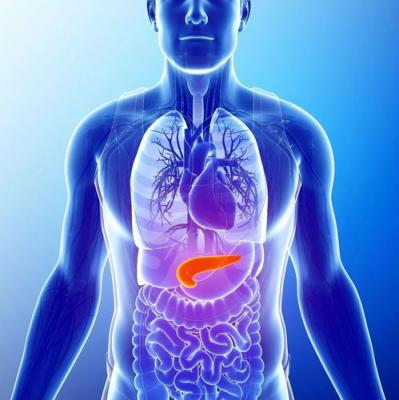 胃和胰腺的位置示意图图片