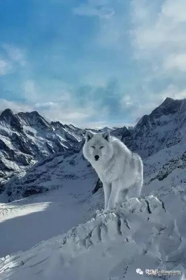 纽芬兰白狼和北极狼图片