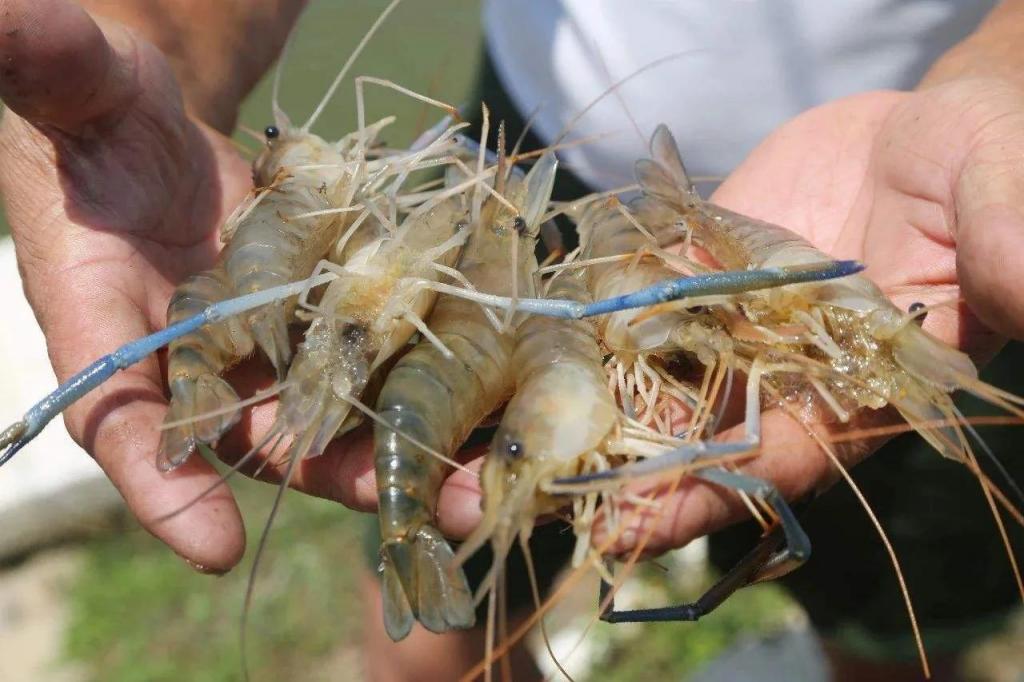 柬埔寨大头虾图片
